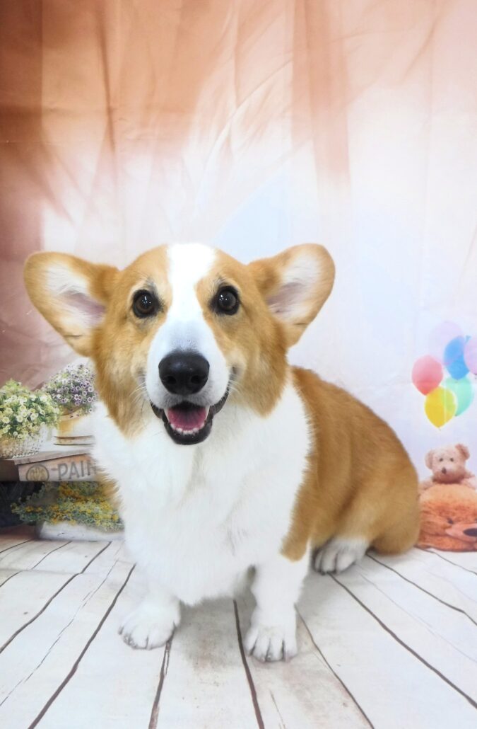のぶちゃん