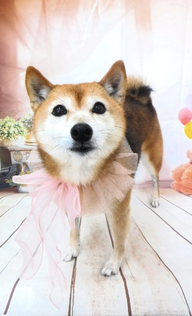 こはくちゃん