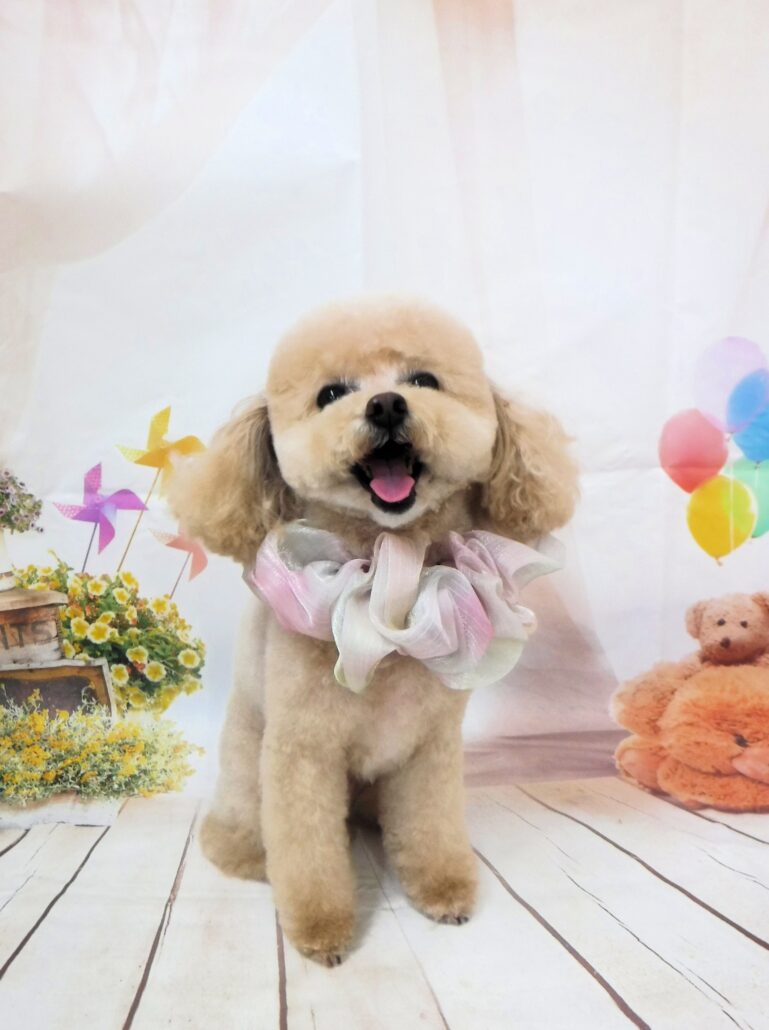 レオちゃん