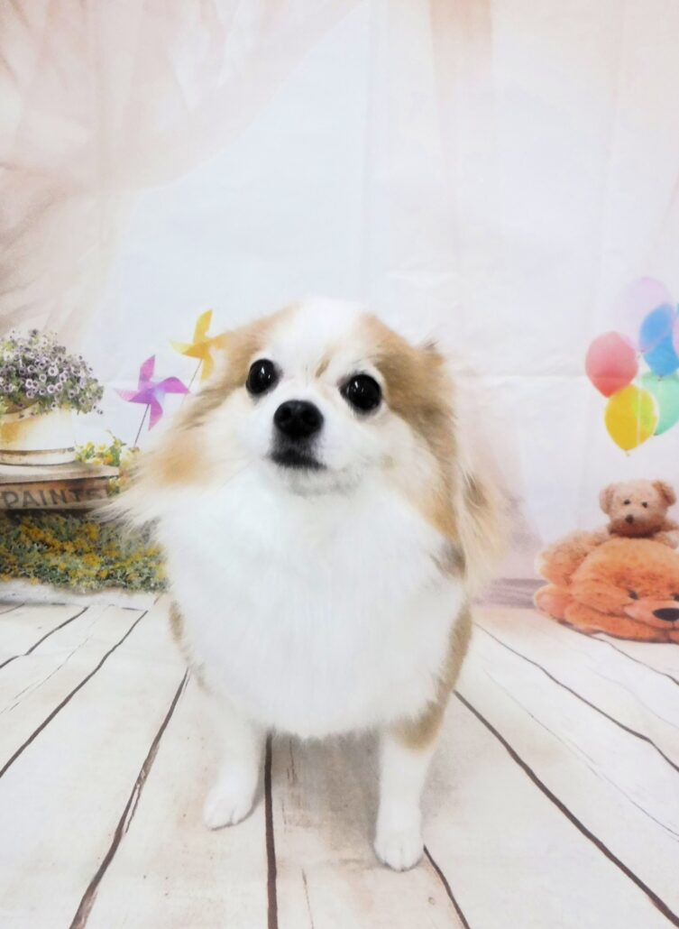 ゆずちゃん