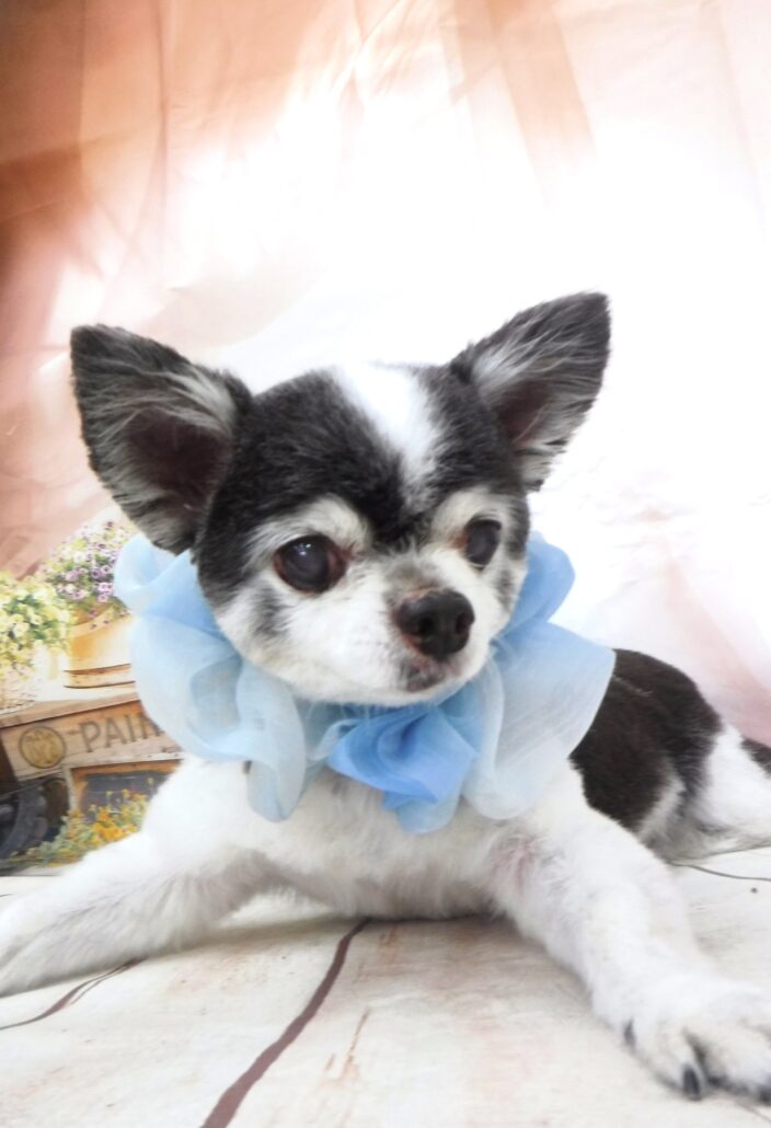 さくらちゃん