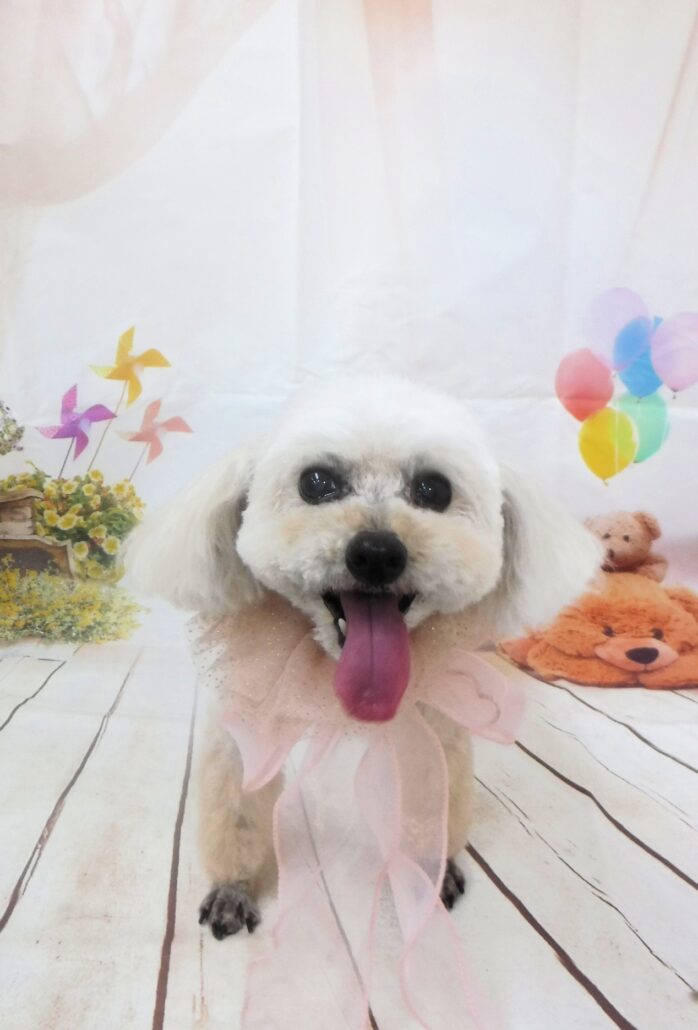 ホイップちゃん