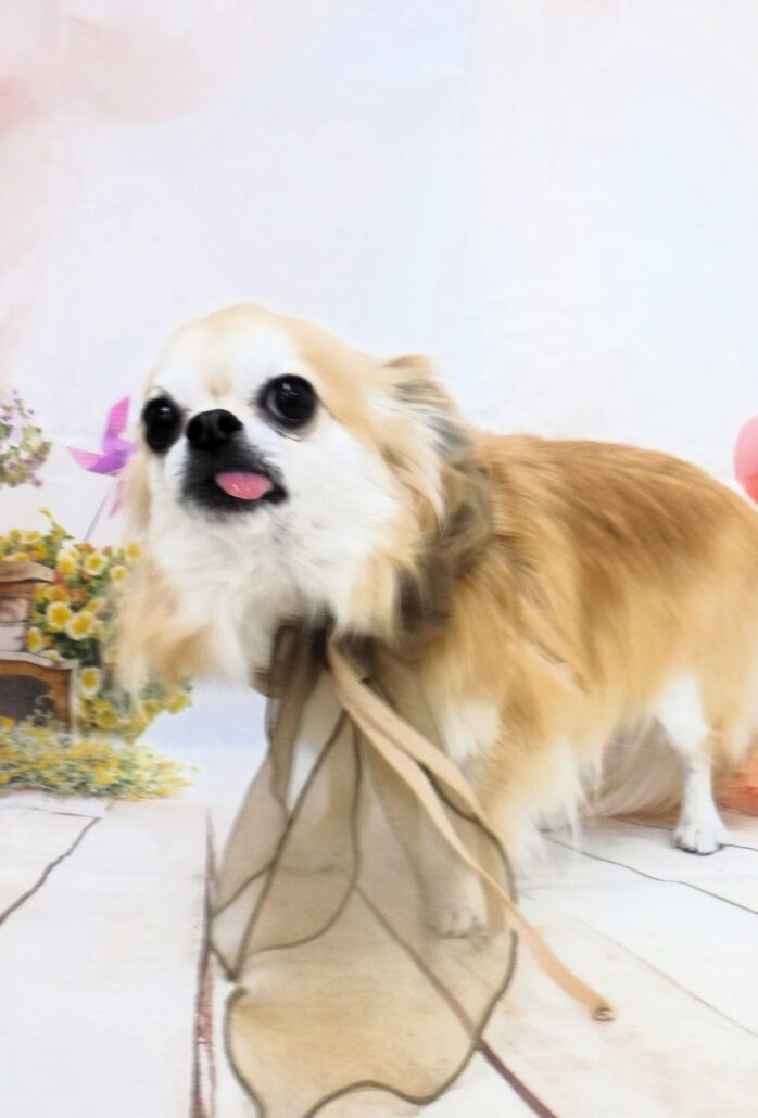 ノエルちゃん