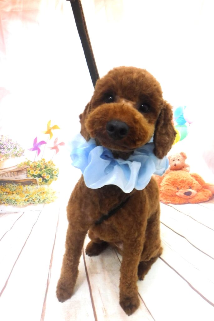 テンちゃん