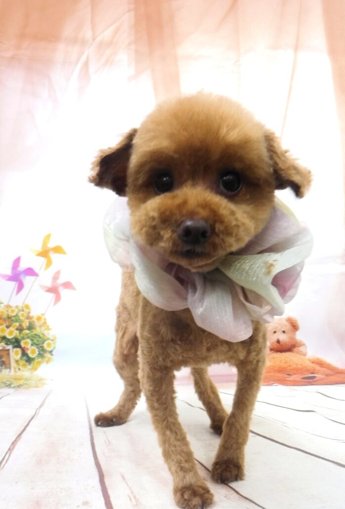 ラムちゃん