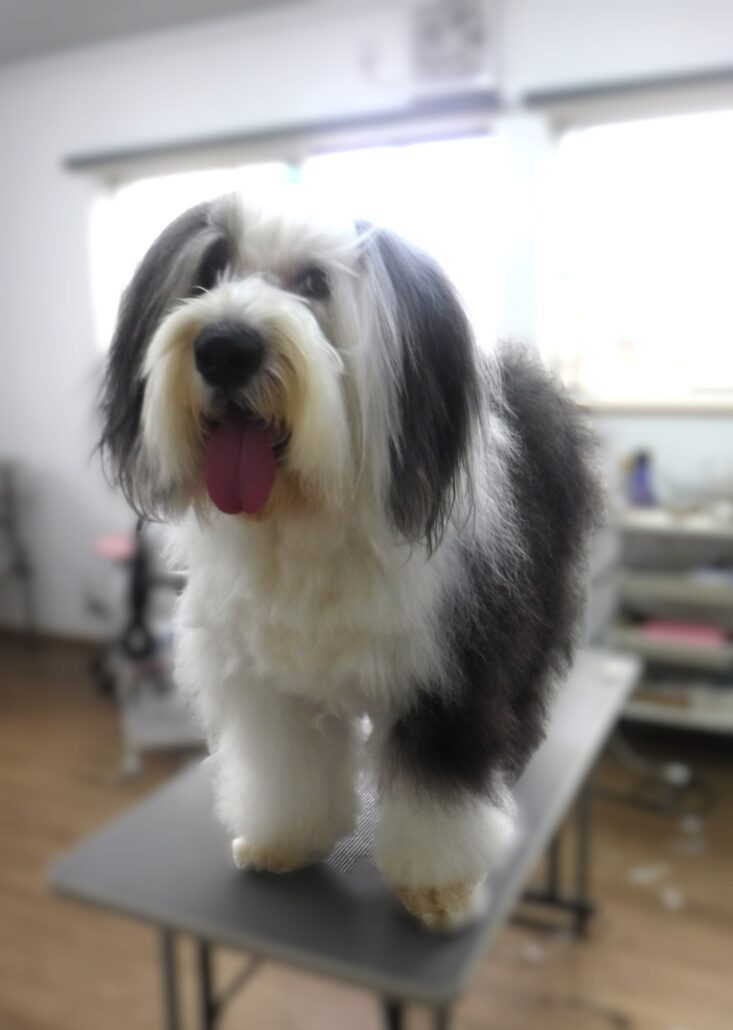オリオンちゃん