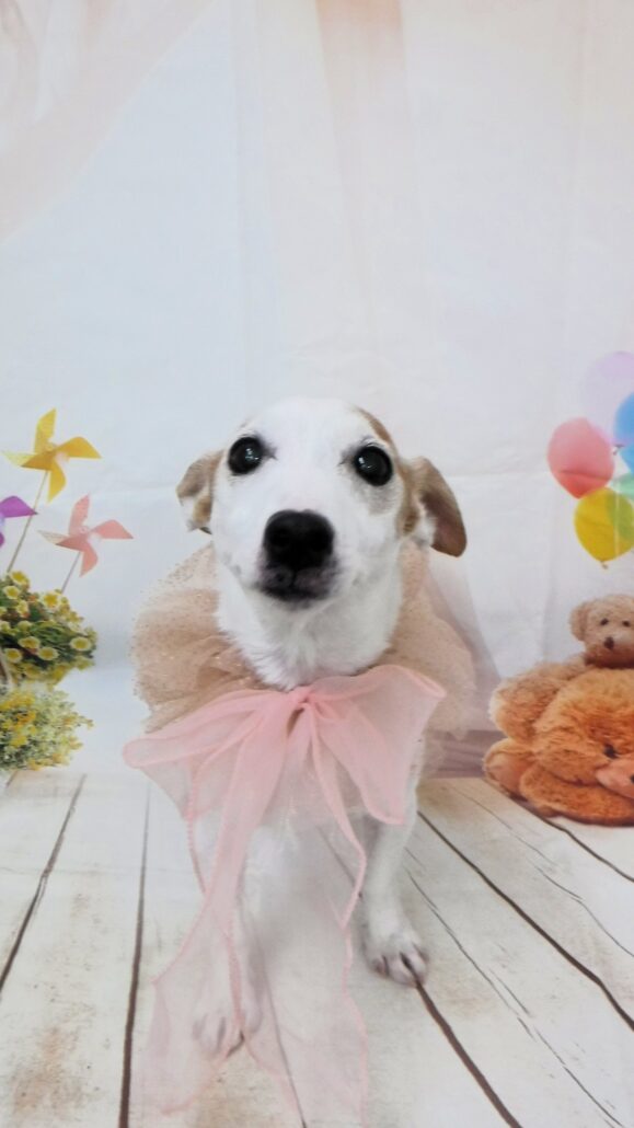 さくらちゃん