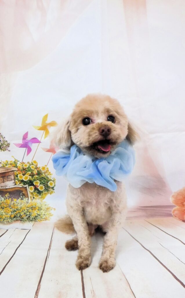 しし丸ちゃん