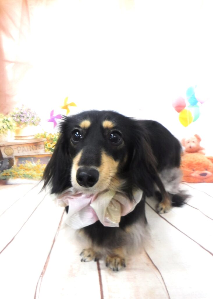 ねねちゃん