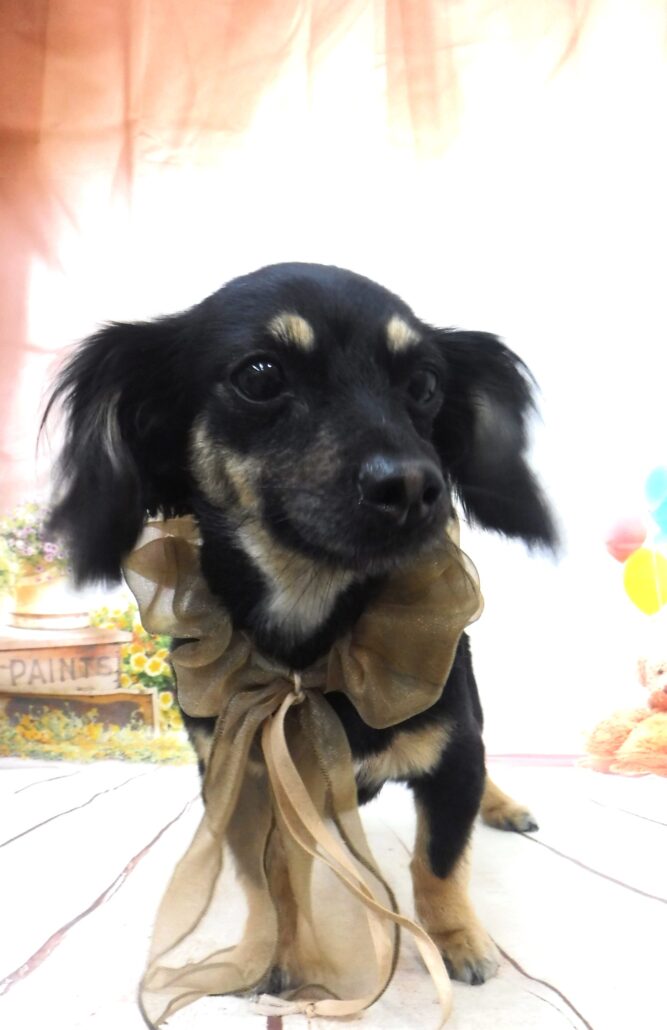 メリーちゃん